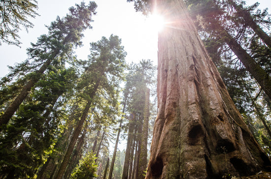 Das Holzhaus besteht aus 100% nachhaltig & ökologisch gewonnenem Holz aus schwedischen Wäldern.